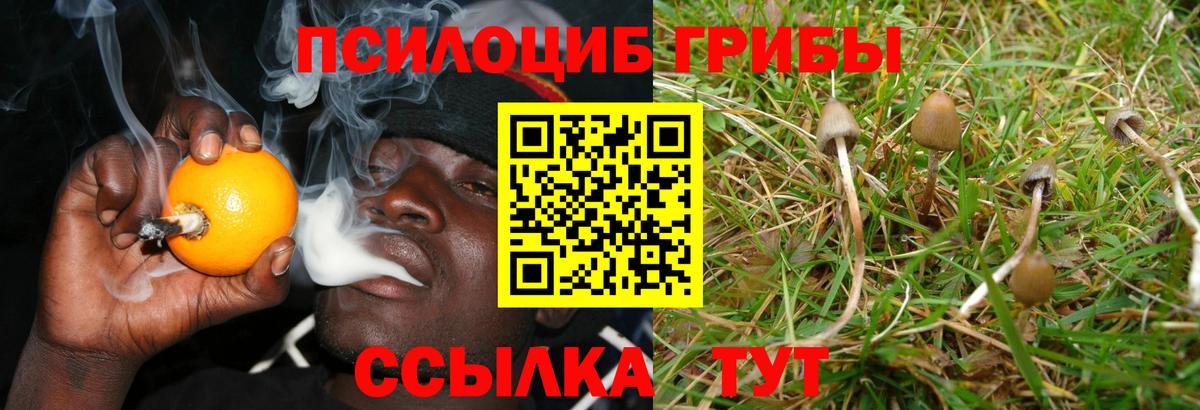 Хабаровск  Галлюциногенные грибы Psilocybine cubensis  Псилоцибиновые грибы прущие грибы  Вход с VPN 